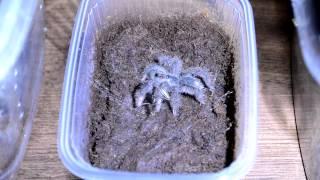 Theraphosa strimi L2 feeding HD