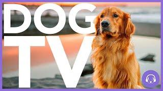 15 Hour Dog TV - All-New Adventure Experience for Dogs! 