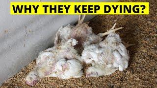 2 REASONS WHY YOUR BROILER CHICKENS KEEP DYING  & REMEDIES TO SAVE THEM