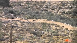 Rallye Aptera Sheep race - Crete HD1080p