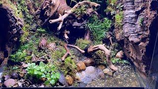 HOW TO MAKE A BIOACTIVE VIVARIUM - FOREST CREEK