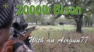 2000lb Bison...With an Airgun??