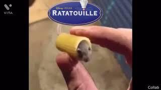 Ratatouille Meme