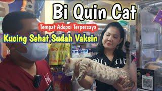 Harga Berbagai Kucing  Tempat Adopsi Kucing BI Quin Cat