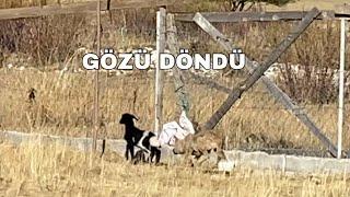 KURT SALDIRISI - KURT KUZUYA SALDIRDI - KUZUYU GÖRÜNCE DELİYE DÖNDÜ - BAĞIRINCA KUZUYU BIRAKIP KAÇTI