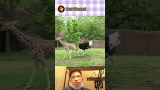 Ostrich and Giraffe Play Chase at Zoo #shorts #ostrich #giraffe