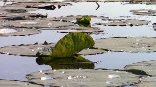 Lilly Pads- Free Nature Stock Footage