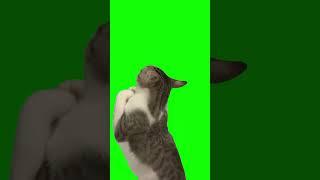 Meowmad Ali - Cat Boxing 2 meme - Green Screen