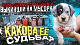 Нереально красивого щенка выкинули на мусорку история Роны