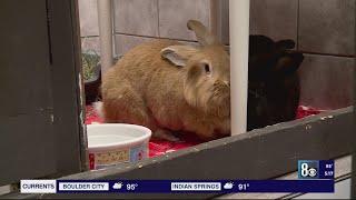 Las Vegas valley struggles with rabbit overpopulation due to abandonment