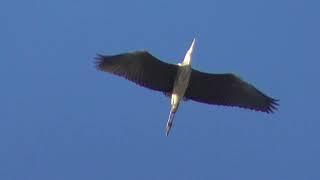 Голуби летают и другие птицы тоже хотят летать с ними. Бойные голуби.