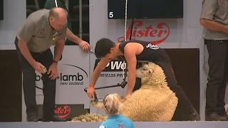 Чемпионат по стрижке овец проходит в Новой Зеландии (новости)