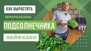 Технология выращивания микрозелени Подсолнечника | Особенности и лайфхаки |  Народные Семена