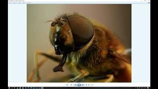 Focus Stacking With Zerene Stacker