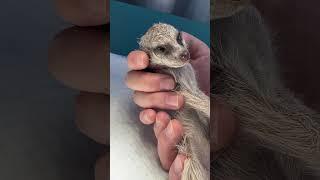 A Meerkat Rescue