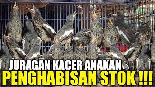 GREBEK !!! KIOS VIRAL YG OBRAL HABIS HABISAN KACER ANAKAN DIKIOS PASAR BURUNG PRAMUKA