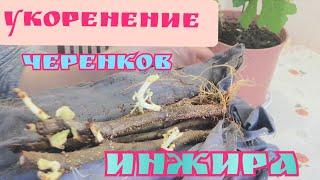 Укоренение черенков инжира осенью. #дача#сад#инжир#черенкование