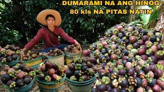 PAMIMITAS NG MANGOSTEEN NAKA 80 KILOS NA TAYO DUMARAMI NA ANG HINOG