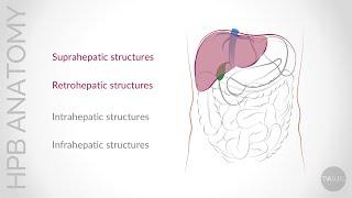 Update on Conventional Hepato-Pancreato-Biliary (HPB) Anatomy: Supra- and Retro-hepatic Anatomy