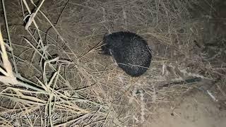 Hedgehog|Wild ||Dubai desert