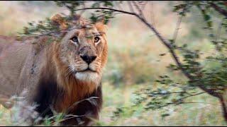 Tintswalo Males Holding Strong! | The Virtual Safari #212