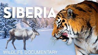 WILD SIBERIA - Mysteries of the Largest Predators | Nature Documentary