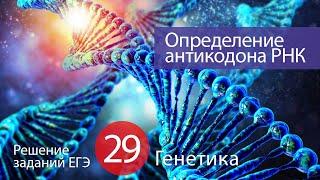 ЕГЭ №28: Определение аминокислоты через антикодон т-РНК