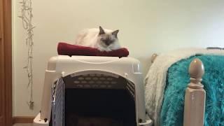 Ragdoll Cat - кошка рэгдолл поселилась на втором этаже собачьей конуры:))