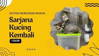 Kitten Munchkin Murah di Sarjana Kucing telah kembali ?