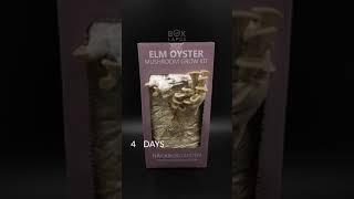 Boxlapse  Elm oyster mushroom grow kit from @nackrosgarden  #learnonshorts #timelapse #boxlapse #