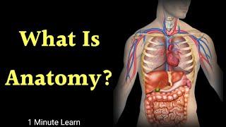 What Is Anatomy? | Branches Of Biology | One Minute Learn