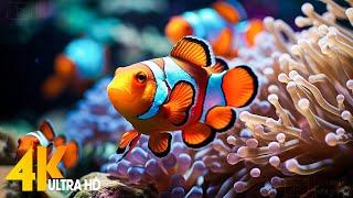 Aquarium 4K VIDEO (ULTRA HD)  Beautiful Coral Reef Fish - Relaxing Sleep Meditation Music #99