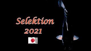 Koi-Selektion 2021 # Kawarigoi