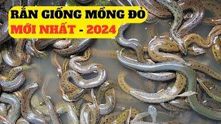 Rắn Mồng Đỏ Giống Mới Nhất 2024   – Trại Giống Đông Sơn