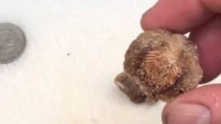 INSIDE A PRAYING MANTIS EGG CASE: LETS DISSECT IT AND FIND OUT WHAT IT LOOKS LIKE INSIDE