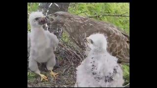 Eagle  baby feeding EGG TO Fly full video