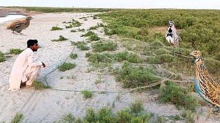 Primitive Quail Hunting || Catching Birds with Nets