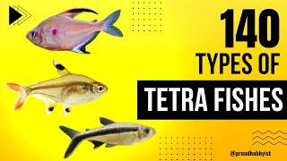 140 Types of Tetra Fishes | 140 Types of Tetra Fishes | Proud Hobbyist