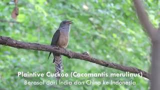 Sejarah mitos burung emprit gantil