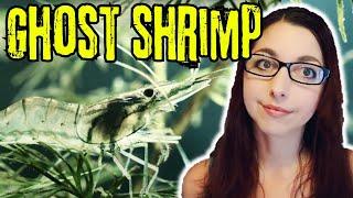 Ghost Shrimp Beginner Care Guide | Ghost Shrimp Basic Care