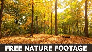 No Copyright Nature Video - Autumn Forest Walking - Free Stock Footage