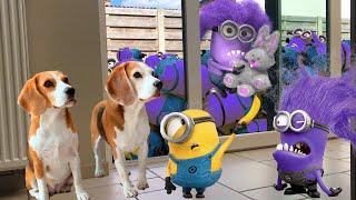 Best Of The Minions in Real Life Compilation 2Purple Minions living with Funny Dogs