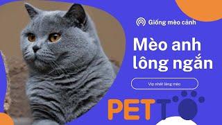 Mèo Anh Lông Ngắn - Giá Cả Và Những Điều Cần Biết - Petto TV