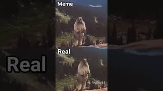 Screaming Beaver #meme (Meme vs Real)#shorts