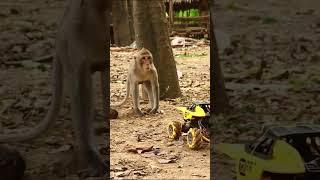 Monkey video  Prank monkey #funny #monkey #monkeyvideo #animals #funnyanimal #monkeyshow #animals