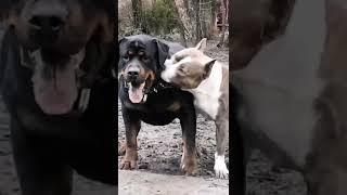 dog Fight|Rottweiler vs Pitbull| cute puppy status #tik_tok #tiktok #short #dogshort #dog  #dogpuppy