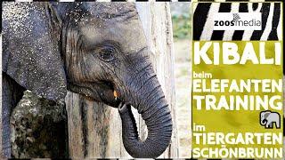 Tiergarten Schönbrunn: Kibali beim ELEFANTEN-Training | zoos.media