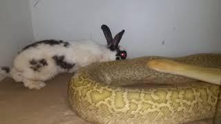 Feeding burmese and reticulated pythons live rabbits (warning-graphic for mature audience only)