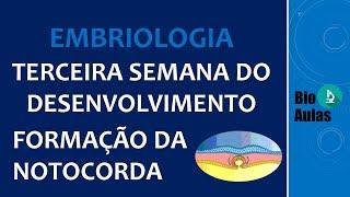 Formação da Notocorda: Canal Notocordal - Terceira Semana do Desenvolvimento (Embriologia)