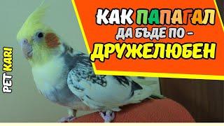 Папагалът: Как да го научим да бъде по-приятелски настроен и общителен? #parrot #pets